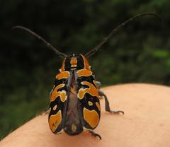 Tragocephala variegata