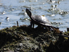 Chrysemys picta