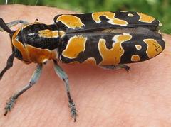 Tragocephala variegata