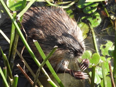Ondatra zibethicus