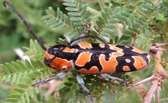 Tragocephala variegata