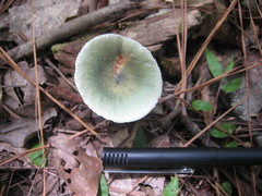 Russula subgraminicolor