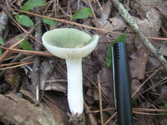 Russula subgraminicolor