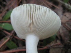 Russula subgraminicolor