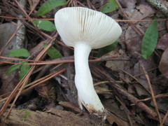 Russula subgraminicolor