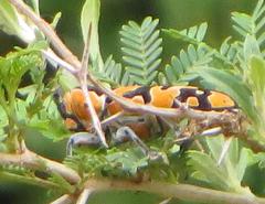 Tragocephala variegata