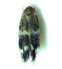 Elachista illectella