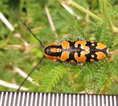 Tragocephala variegata