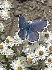 Plebejus anna