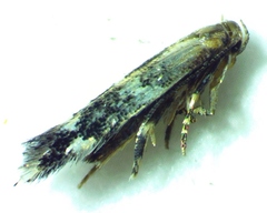 Elachista illectella