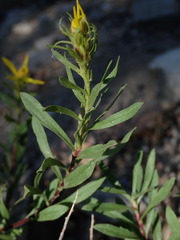 Ericameria bloomeri
