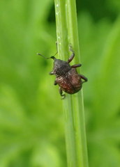 Chalcodermus collaris