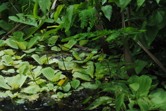 Crocodylus moreletii