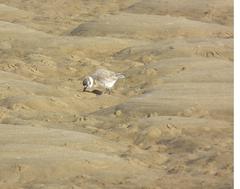 Charadrius marginatus arenaceus