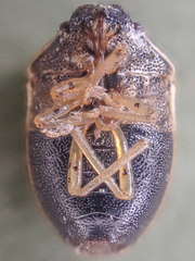 Neottiglossa undata