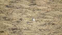 Charadrius marginatus arenaceus