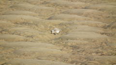 Charadrius marginatus arenaceus