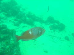 Chrysoblephus laticeps