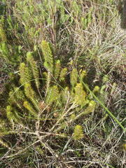 Aspalathus alopecurus