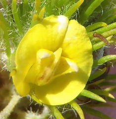 Aspalathus alopecurus