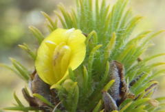 Aspalathus alopecurus