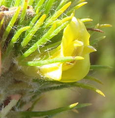 Aspalathus alopecurus