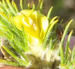 Aspalathus alopecurus