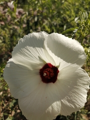 Hibiscus biseptus