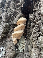 Irpiciporus