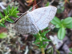Scopula frigidaria
