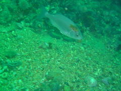 Pachymetopon blochii