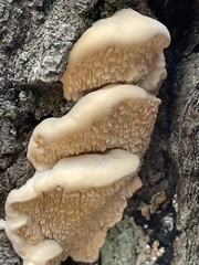 Irpiciporus