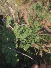 Dalea villosa