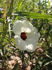 Hibiscus biseptus