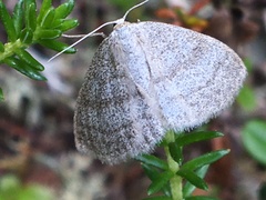 Scopula frigidaria