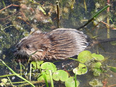 Ondatra zibethicus