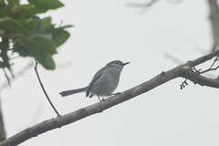 Polioptila albiloris vanrossemi