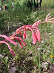 Polianthes zapopanensis