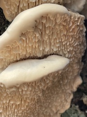 Irpiciporus