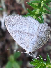 Scopula frigidaria