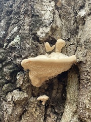 Irpiciporus