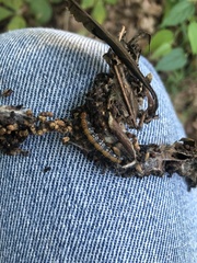 Omphalocera munroei