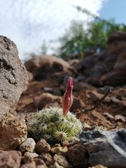 Mammillaria boolii