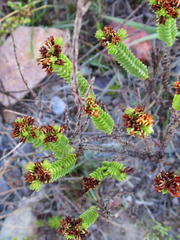Crassula ericoides ericoides