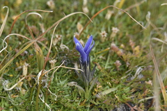 Gentianopsis barbellata