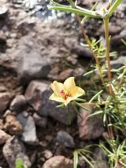 Portulaca suffrutescens