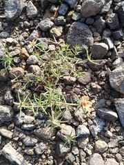 Portulaca suffrutescens