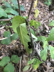 Omphalocera munroei