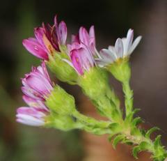 Polyarrhena reflexa reflexa