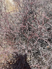Prunus fremontii